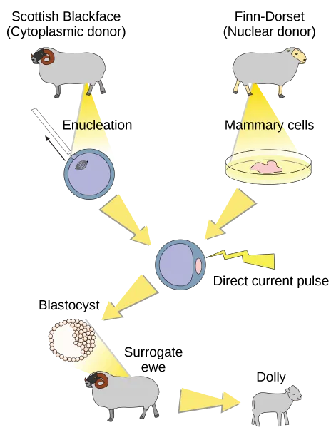 Figure 19.7. Dolly the sheep was the first mammal to be cloned. To create Dolly, they removed the nucleus from a donor egg cell. They then introduced the nucleus from a second sheep into the cell, which divided to the blastocyst stage before they implanted it in a surrogate mother. (Credit)