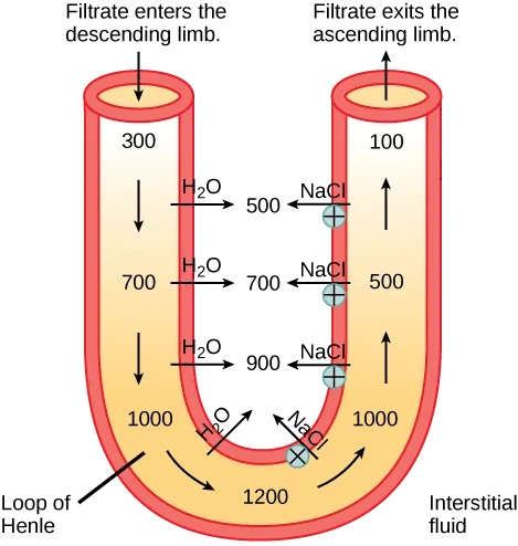 A U-shaped tube represents the loop of Henle. Filtrate enters the descending limb, and exits the ascending limb. The descending limb is water-permeable, and water travels from the limb to the interstitial space. As a consequence, the osmolality of the filtrate inside the limb increases from 300 milliosmoles per liter at the top to 1200 milliosmoles per liter at the bottom. The ascending limb is permeable to sodium and chloride ions. Because the osmolality inside bottom part of the limb is higher than the interstitial fluid, these ions diffuse out of the ascending limb. Higher up, sodium is actively transported out of the limb, and chloride follows. At the top of the ascending limb, the filtrate is 100 milliosmoles.