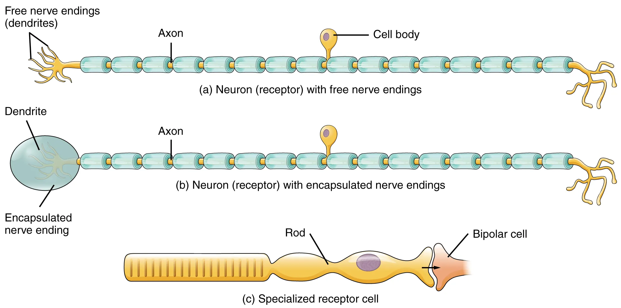 Sensory Receptors Eye