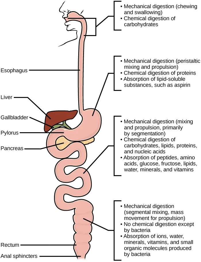 Steps in mechanical and chemical digestion are shown. Digestion begins in the mouth, where chewing and swallowing mechanically breaks down food into smaller particles, and enzymes chemically digest carbohydrates. In the stomach, mechanical digestion includes peristaltic mixing and propulsion. Chemical digestion of proteins occurs, and lipid-soluble substances such as aspirin are absorbed. In the small intestine, mechanical digestion occurs through mixing and propulsion, primarily by segmentation. Chemical digestion of carbohydrates, lipids, proteins and nucleic acid occurs. Peptides, amino acids, glucose, fructose, lipids, water, vitamins, and minerals are absorbed into the bloodstream. In the large intestine, mechanical digestion occurs through segmental mixing and mass movement. No chemical digestion occurs except for digestion by bacteria. Water, ions, vitamins, minerals, and small organic molecules produced by bacteria are absorbed into the bloodstream.