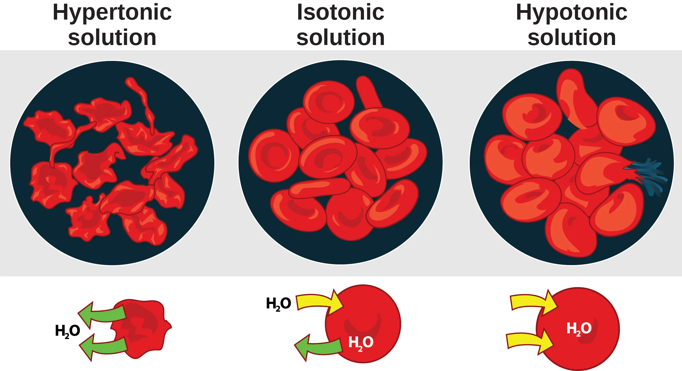 The left part of this illustration shows shriveled red blood cells bathed in a hypertonic solution. Below this, an diagram shows that upper case H subscript 2 baseline upper case O is leaving the red blood cell. The middle part shows healthy red blood cells bathed in an isotonic solution. A diagram below this shows upper H subscript 2 baseline upper O both entering and exiting the cell. And the right part shows bloated red blood cells bathed in a hypotonic solution. One of the bloated cells in the hypotonic solution bursts. A diagram below this shows upper H subscript 2 baseline upper O enterning the cell.