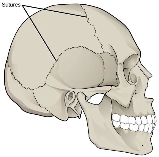 Illustration shows sutures that knit the back part of the skull together with the front and lower parts. These appear as lines, or cracks, between the bones of the skull.