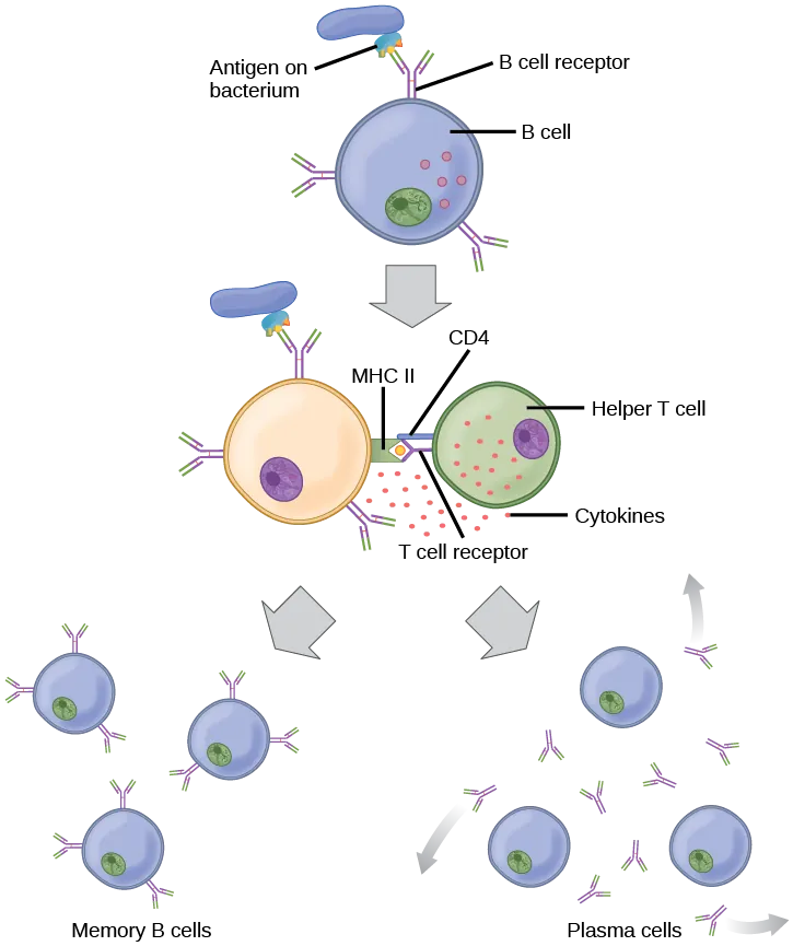 Illustration shows activation of a B cell. An antigen on the surface of a bacterium binds the B cell receptor. The b cell engulfs the antigen, and presents an epitope on its surface in conjunction with a M H C I I receptor. A T cell receptor and C D 4 molecule on the surface of a helper T cell recognize the epitopes M H C I I complex and activate the B cell. The B cell divides and turns into memory B cells and plasma cells. Memory B cells present antigen on their surface. Plasma B cells excrete antigen.