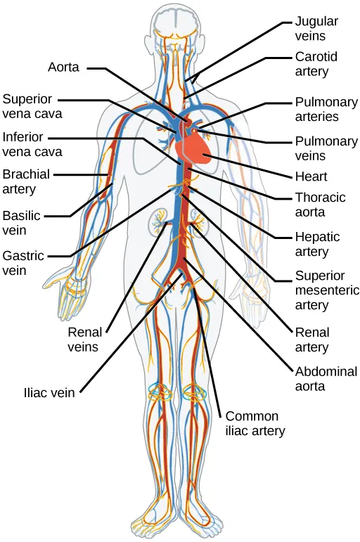 Illustration of a clear human body outline shows the major blood vessels.