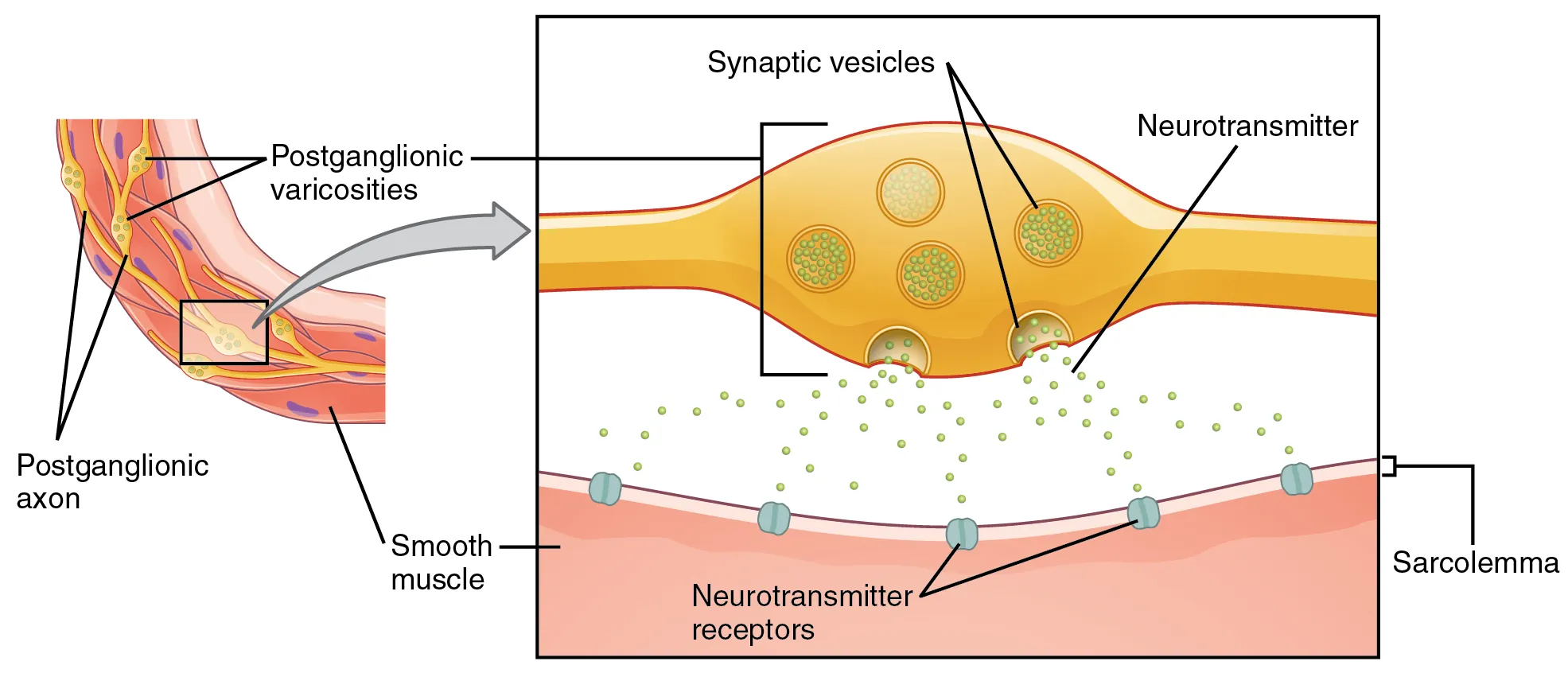 15.1 Divisions of the Autonomic Nervous System - Anatomy and Physiology ...
