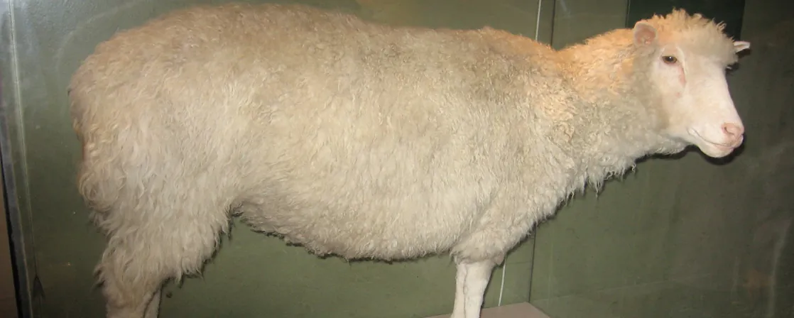 Photo shows Dolly the sheep, which has been stuffed and placed in a glass case.