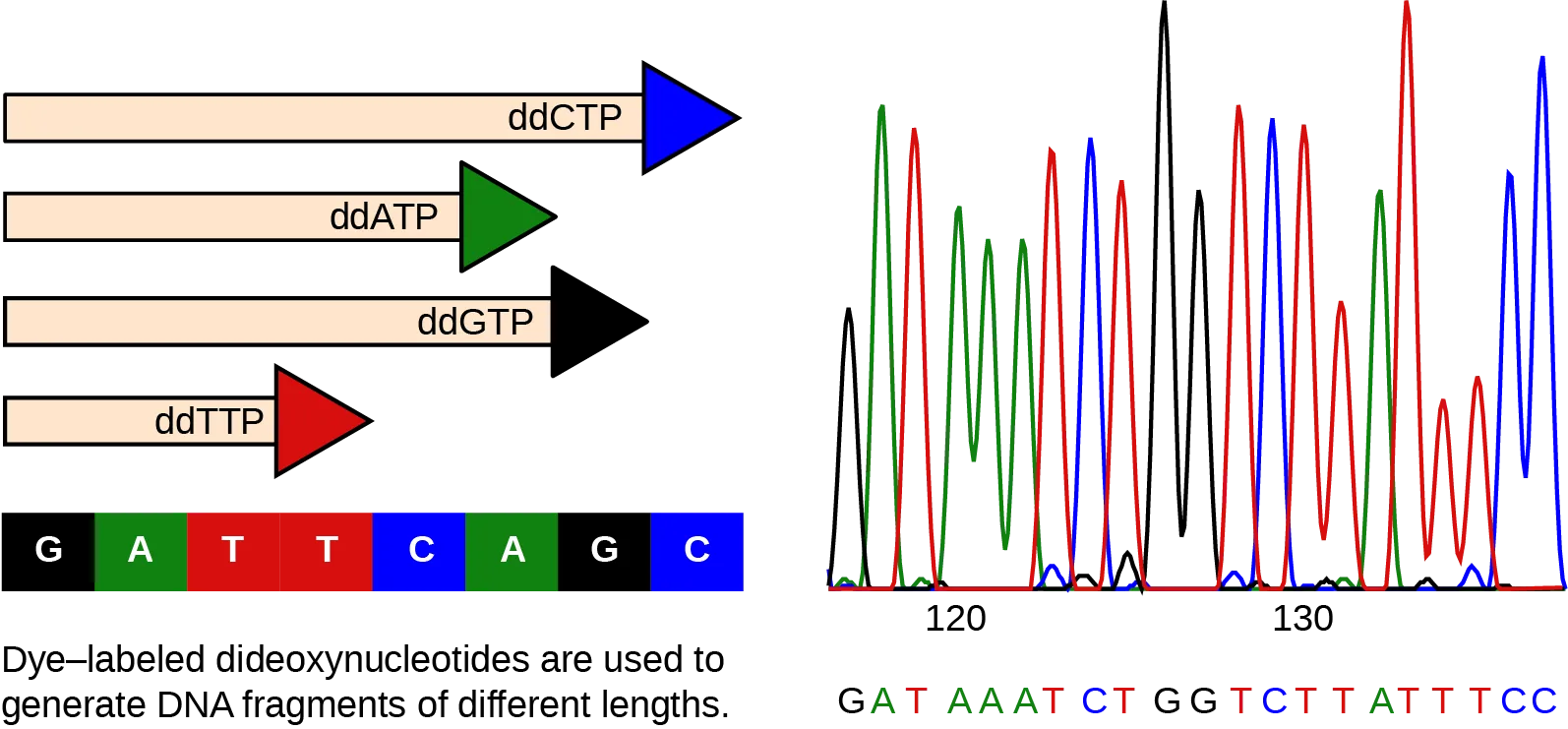 Figure 20.4 This figure illustrates Frederick Sanger's dideoxy chain termination method. Using dideoxynucleotides, the DNA fragment can terminate at different points. The DNA separates on the basis of size, and we can read these bands based on the fragments’ size.