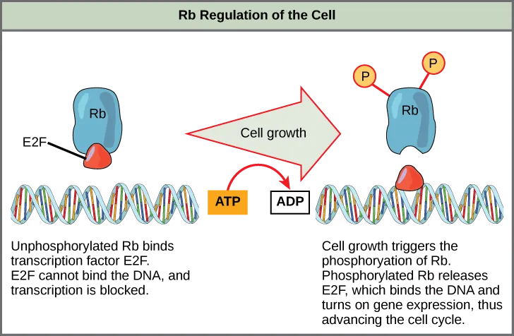 This illustration shows the regulation of the cell cycle by the upper case R lower case b protein. Unphosphorylated upper R lower b binds the transcription factor E 2 F. E 2 F cannot bind the D N A, and transcription is blocked. Cell growth triggers the phosphorylation of R b. Phosphorylated R b releases E 2 F, which binds the D N A and turns on gene expression, thus advancing the cell cycle.