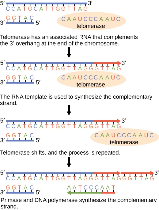Telomerase has an associated RNA that complements the 5' overhang at the end of the chromosome. The RNA template is used to synthesize the complementary strand. Telomerase then shifts, and the process is repeated. Next, primase and DNA polymerase synthesize the rest of the complementary strand.