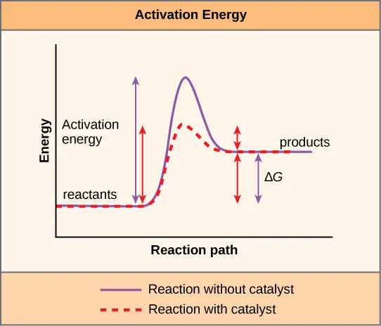 This plot shows that a catalyst decreases the activation energy for a reaction but does not change the Gibbs free energy.