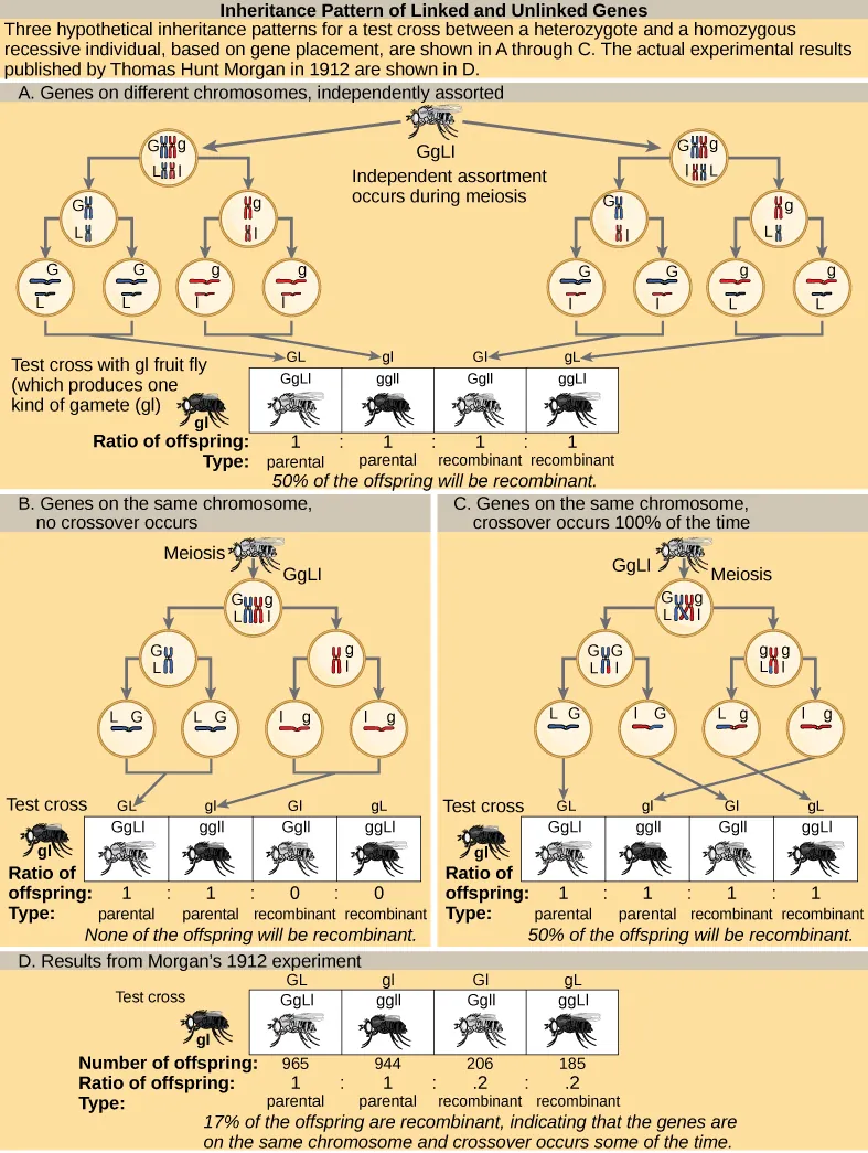 The illustration shows the possible inheritance patterns of linked and unlinked genes. The example used includes fruit fly body color and wing length. Fruit flies may have a dominant gray color (G) or a recessive black color (g). They may have dominant long wings (L) or recessive short wings (l). Three hypothetical inheritance patterns for a test cross between a heterozygous and a recessive fruit fly are shown, based on gene placement. The actual experimental results published by Thomas Hunt Morgan in 1912 are also shown. In the first hypothetical inheritance pattern in part a, the genes for the two characteristics are on different chromosomes. Independent assortment occurs so that the ratio of genotypes in the offspring is 1 GgLl:1 ggll:1 Ggll:1 ggLl, and 50% of the offspring are nonparental types. In the second hypothetical inheritance pattern in part b, the genes are close together on the same chromosome so that no crossover occurs between them. The ratio of genotypes is 1 GgLl:1 ggll, and none of the offspring are recombinant. In the third hypothetical inheritance pattern in part c, the genes are far apart on the same chromosome so that crossing over occurs 100% of the time. The ratio of genotypes is the same as for genes on two different chromosomes, and 50% of the offspring are recombinant, nonparental types. Part d shows that the number of offspring that Thomas Hunt Morgan actually observed was 965: 944: 206:185 (GgLl:ggll:Ggll:ggLl). Seventeen percent of the offspring were recombinant, indicating that the genes are on the same chromosome and crossing over occurs between them some of the time.