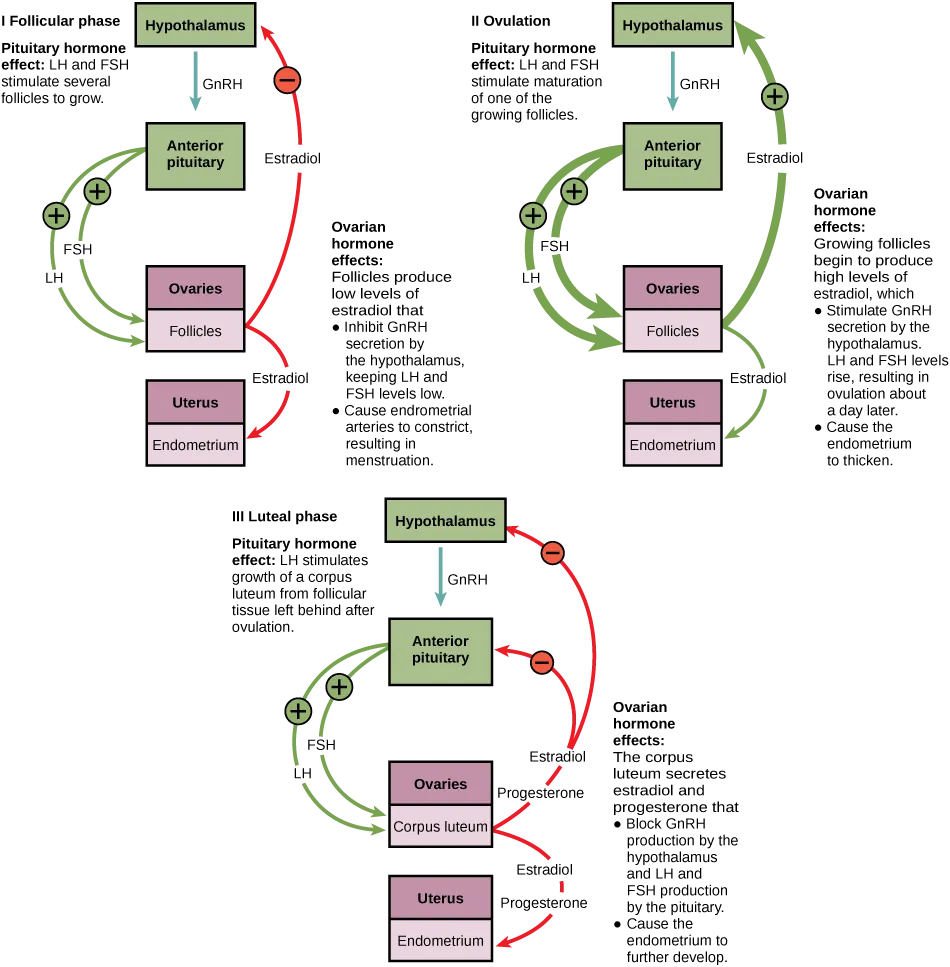 Hormone levels during the follicular phase, ovulation, and the luteal phase are compared. During the follicular phase, L H and F S H secreted from the pituitary stimulate several follicles to grow. The follicles produce low levels of estradiol that inhibit G n R H secretion by the hypothalamus, keeping L H and F S H levels low. Low levels of estradiol also cause the endometrial arteries to constrict, resulting in menstruation. During the time leading up to ovulation, L H and F S H stimulate maturation of one of the follicles. The growing follicle begins to produce high levels of estradiol, which stimulates G n R H secretion by the hypothalamus. As a result, L H and F S H levels rise, resulting in ovulation about a day later. Estradiol also causes the endometrium to thicken. After ovulation, the ovarian cycle enters the luteal phase. L H from the pituitary stimulates growth of the corpus luteum from the ruptured follicle. The corpus luteum secretes estradiol and progesterone that block G n R H production by the hypothalamus and L H and F S H production by the pituitary. Estradiol and progesterone also cause the endometrium to further develop.