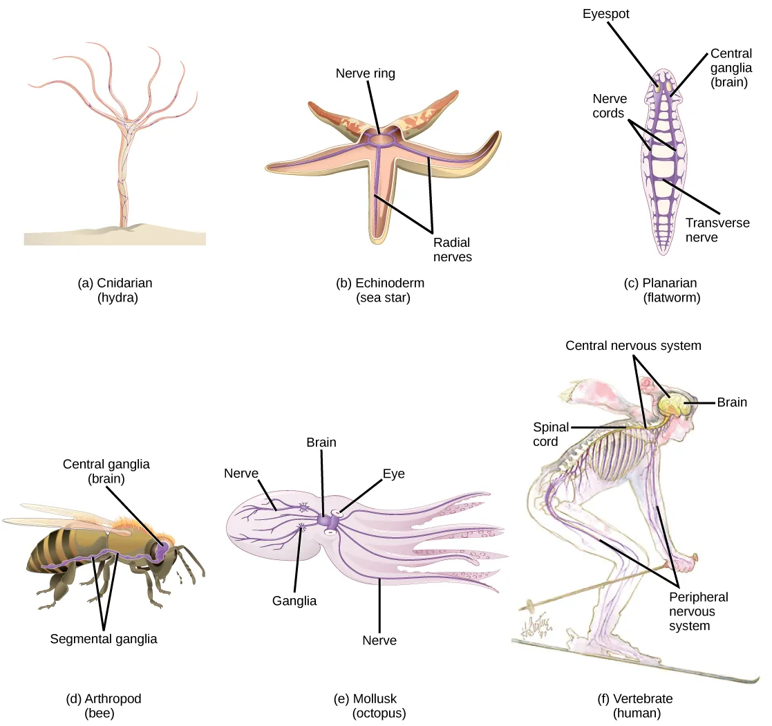 Illustration A shows the nerve net of a hydra, which resembles a fish net surrounding the body. The hydra is plant like, with a trunk and tentacle like extensions at the top of the trunk. Illustration B shows the nervous system of a sea star. A nerve ring is present in the center of the body. Radiating out from this ring into the five arms are radial nerves. Illustration C shows the nervous system of a planarian, or flatworm. The flatworm has centralized ganglia, or brains, around each eye in the anterior end, and two nerve cords that run along the sides of the body. Transverse nerves connect the nerve cords together. Illustration D shows the nervous system of a bee. The central ganglia, or brain, is located in the head. The segmental ganglia runs along the lower part of the body. Bumps of nerve cell bodies, called peripheral ganglia, occur periodically along the nerve cord. Illustration E shows the nervous system of the octopus, which consists of a large brain located between the two eyes, and nerves that run into the body and arms. Two large ganglia exist in the nerves located in the body. Illustration F shows the nervous system of a human, which consists of a central nervous system composed of the brain and spinal cord, and a peripheral nervous system composed of the nerves running into the rest of the body.
