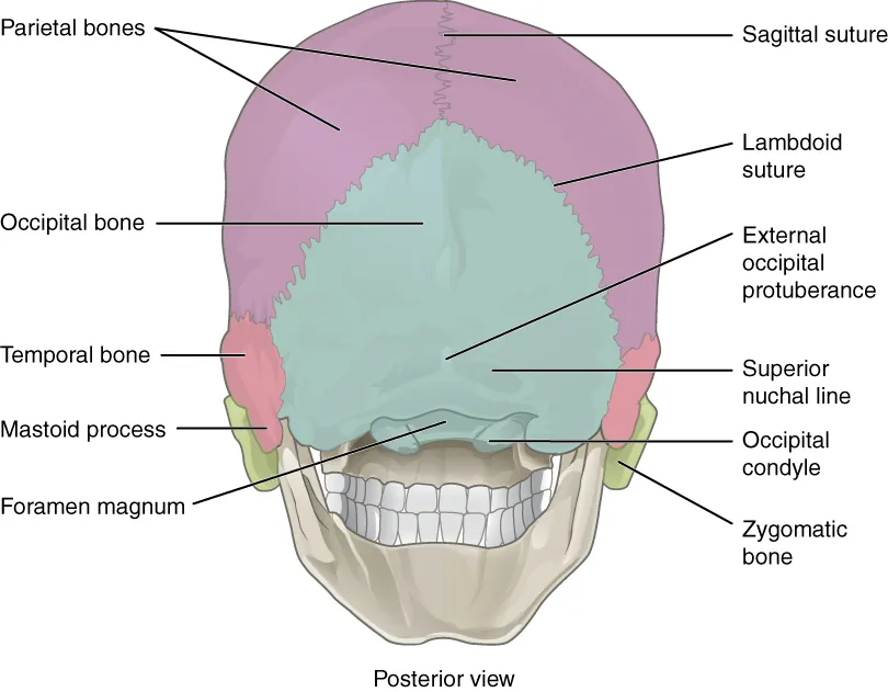 7 2 The Skull Anatomy and Physiology 2e OpenStax