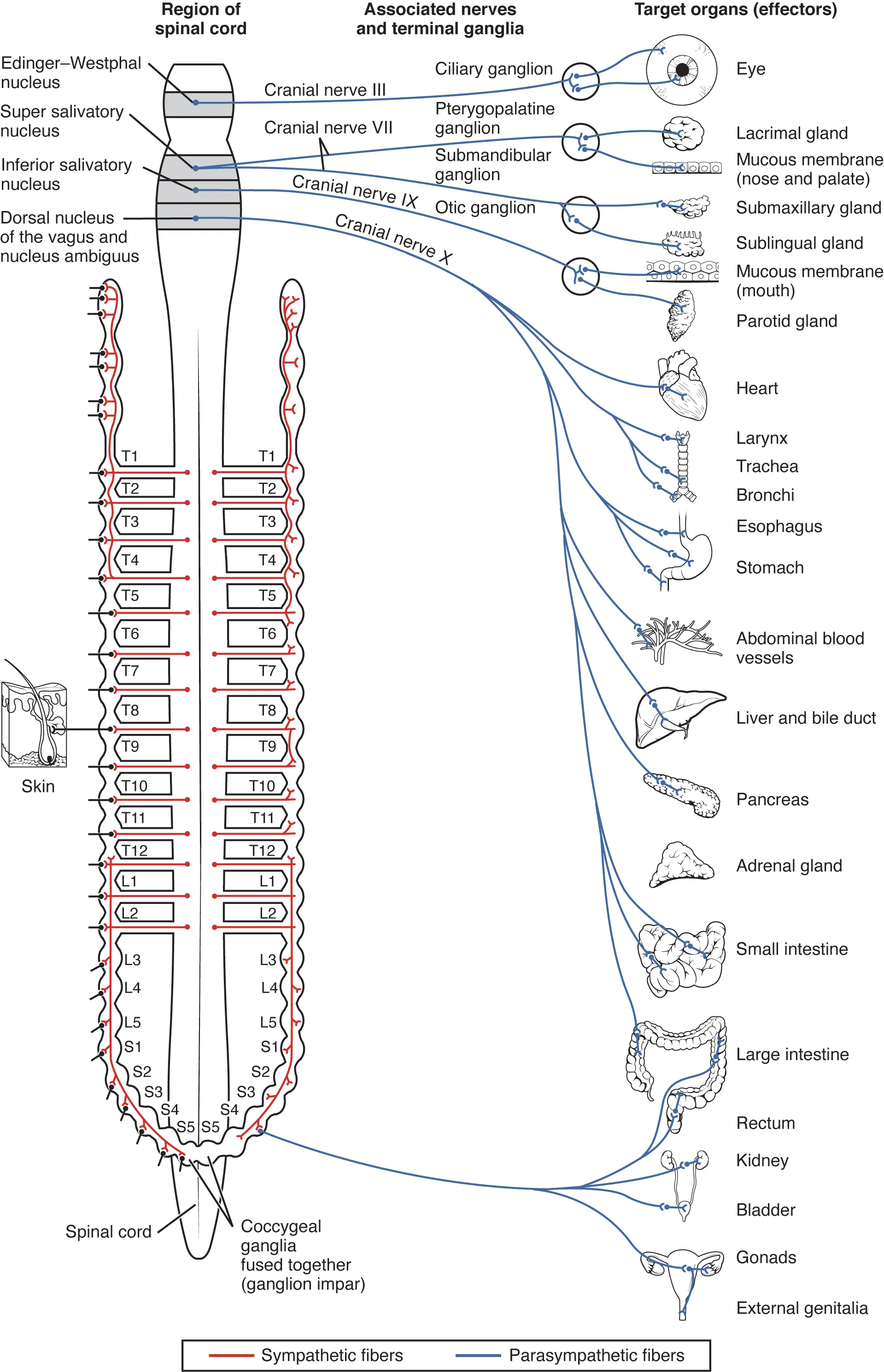 15.1 Divisions of the Autonomic Nervous System - Anatomy and Physiology ...