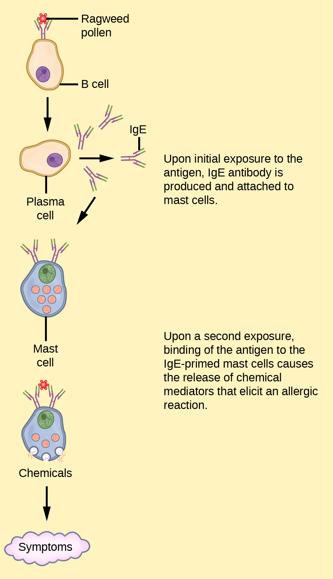 Illustration shows ragweed pollen attached to the surface of a B cell. The B cell is activated, producing plasma cells that release I g E. The I g E is presented on the surface of a mast cell. Upon a second exposure, binding of the antigen to the I g E primed mast cells causes the release of chemical mediators that elicit an allergic reaction.