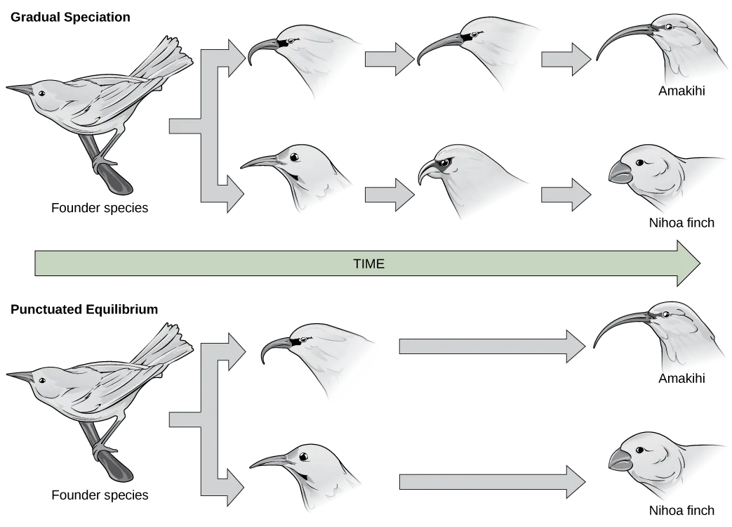 In the gradual speciation example, a founder species of bird diverges into one species with a hooked beak, and another with strait beak. Over time, the hooked beak gets longer and thinner, and the straight beak gets shorter and fatter. In the punctuated equilibrium example, as in the graduated speciation example, the founder species diverges into one species with a hooked break and another with a straight beak. However, in this case the hooked and straight beaks gives rise immediately to long, thin and short, fat beaks.