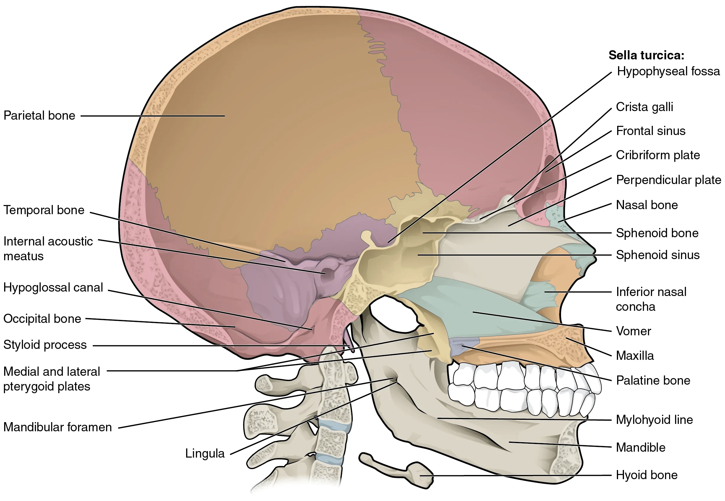 7 2 The Skull Anatomy and Physiology 2e OpenStax