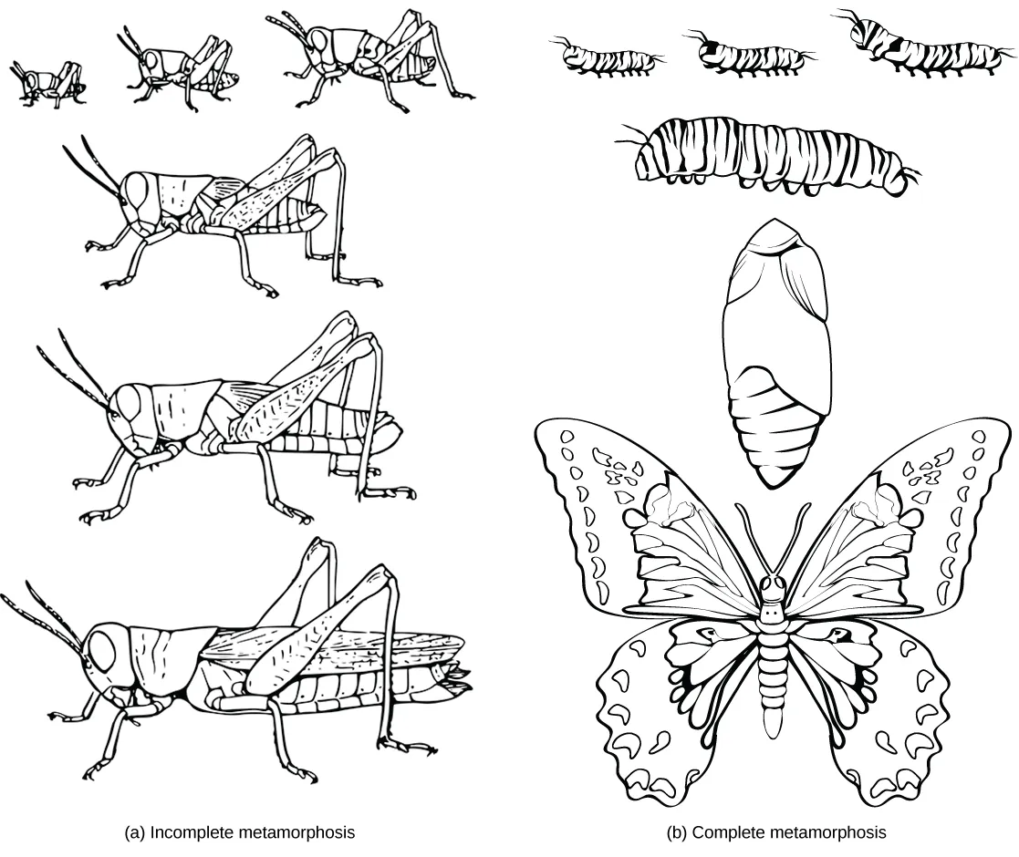 27.1 Features of the Animal Kingdom - Biology 2e | OpenStax