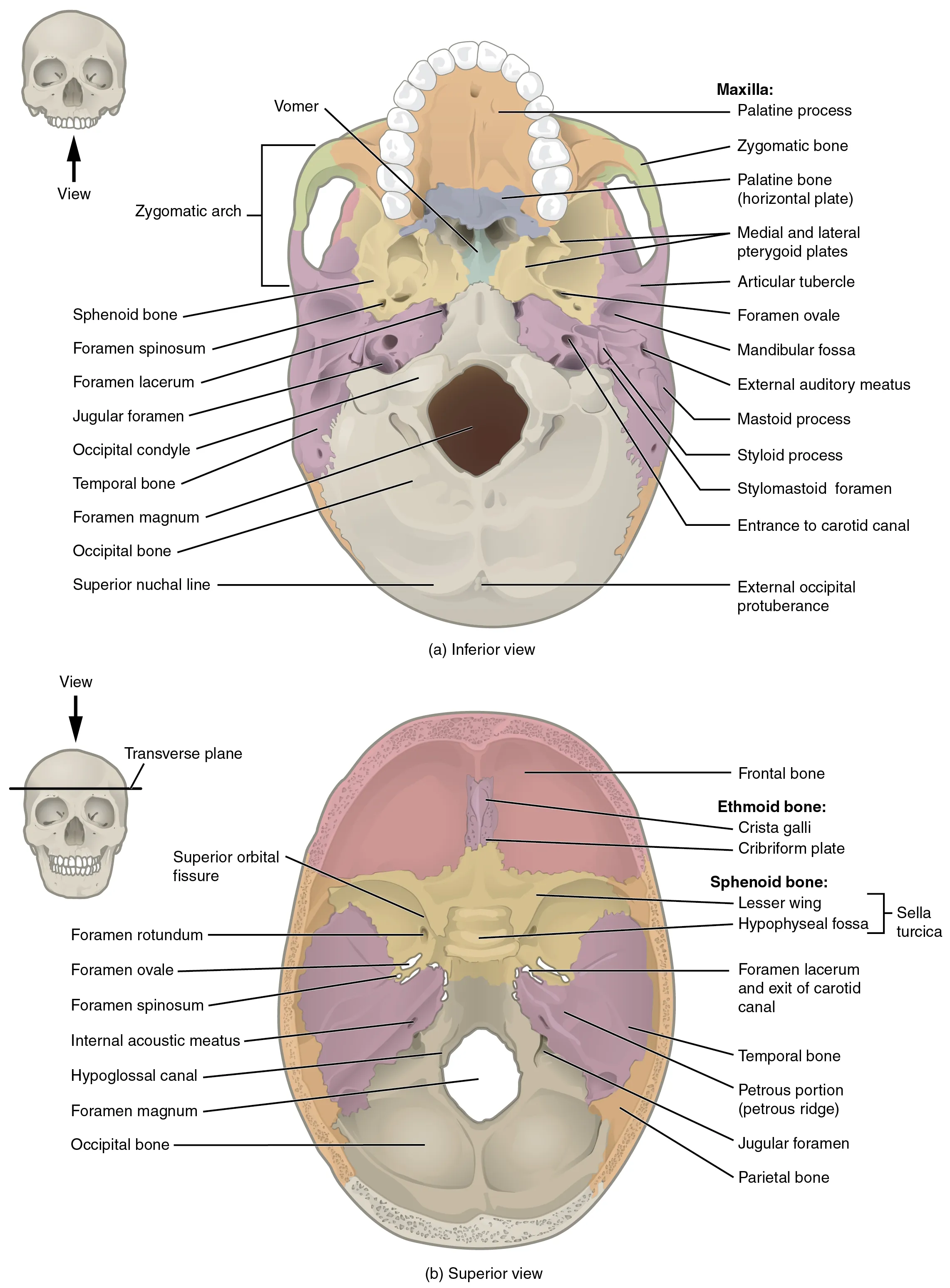7 2 The Skull Anatomy and Physiology 2e OpenStax