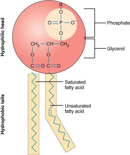 Phospholipid structure. The hydrophilic head group is pink sphere with two yellow rectangles as tails