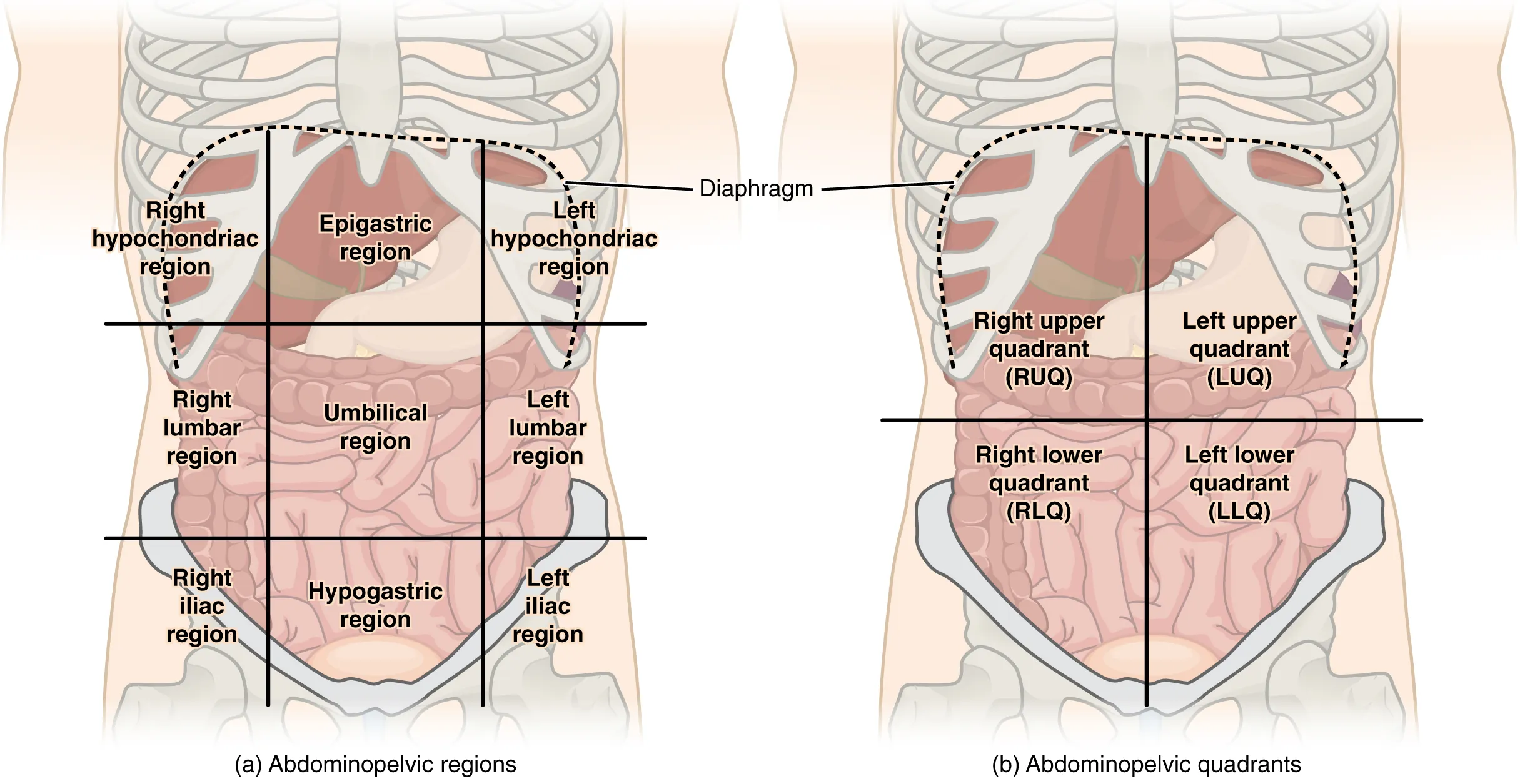 labeled anatomical position diagram