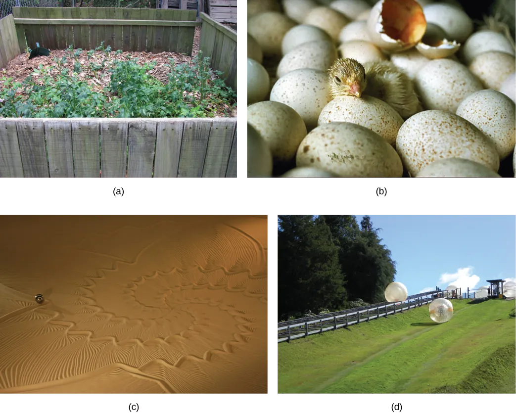 There are four photos show. The first photo shows a pile of wood chips and dirt, with small plants growing from this. The second photo shows a small baby bird breaking out of its egg as it hatches. The third photo shows a large patch of desert where someone has drawn patterns in the sand. The fourth photo shows a grassy hill outside where people climb into giant inflatable balls and roll down the hillside.