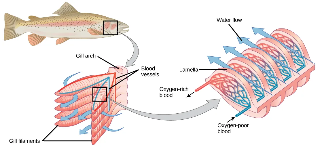 The illustration shows a fish, with a box indicating the location of the gills, behind the head. A close-up image shows the gills, each of which resembles a feathery worm. Two stacks of gills attach to a structure called a columnar gill arch, forming a tall V. Water travels in from the outside of the V, between each gill, then travels out of the top of the V. Veins travel into the gill from the base of the gill arch, and arteries travel back out on the opposite side. A close-up image of a single gill shows that water travels over the gill, passing over deoxygenated veins first, then over oxygenated arteries.