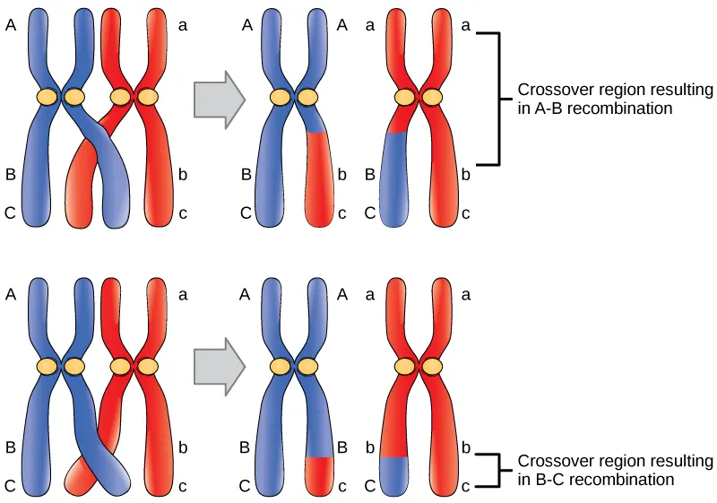 Figure 20.1. Crossover may occur at different locations on the chromosome. Recombination between genes A and B is more frequent than recombination between genes B and C because genes A and B are farther apart. Therefore, a crossover is more likely to occur between them.