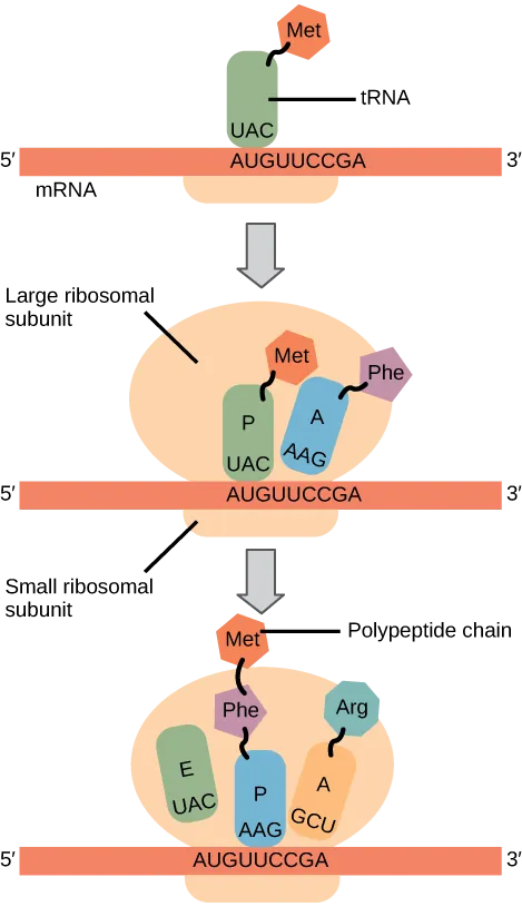 Illustration shows the steps of protein synthesis. First, the initiator tRNA recognizes the sequence AUG on an mRNA that is associated with the small ribosomal subunit. The large subunit then joins the complex. Next, a second tRNA is recruited at the A site. A peptide bond is formed between the first amino acid, which is at the P site, and the second amino acid, which is at the A site. The mRNA then shifts and the first tRNA is moved to the E site, where it dissociates from the ribosome. Another tRNA binds at the A site, and the process is repeated.