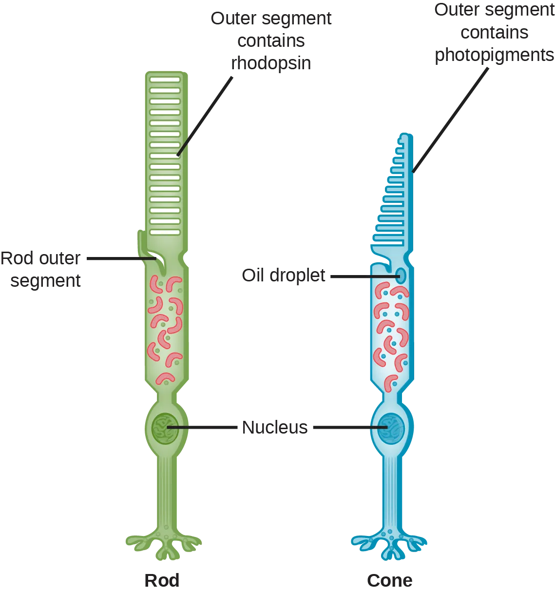 This illustration shows that rods and cones are both long, column-like cells with the nucleus located in the bottom portion. The rod is longer than the cone. The outer segment of the rod contains rhodopsin. The outer segment of the cone contains other photo-pigments. An oil droplet is located beneath the outer segment.