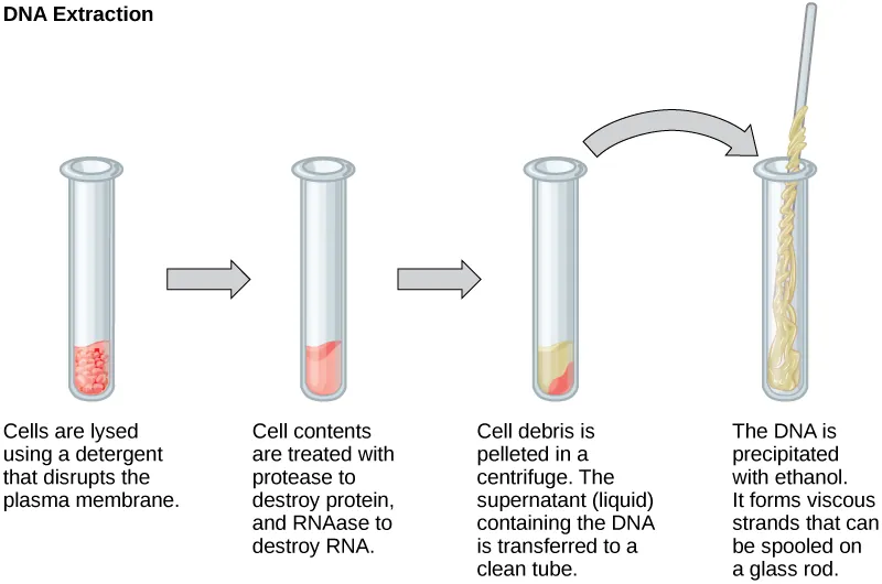 Figure 17.3 Figure depicting the basic method of DNA extraction.