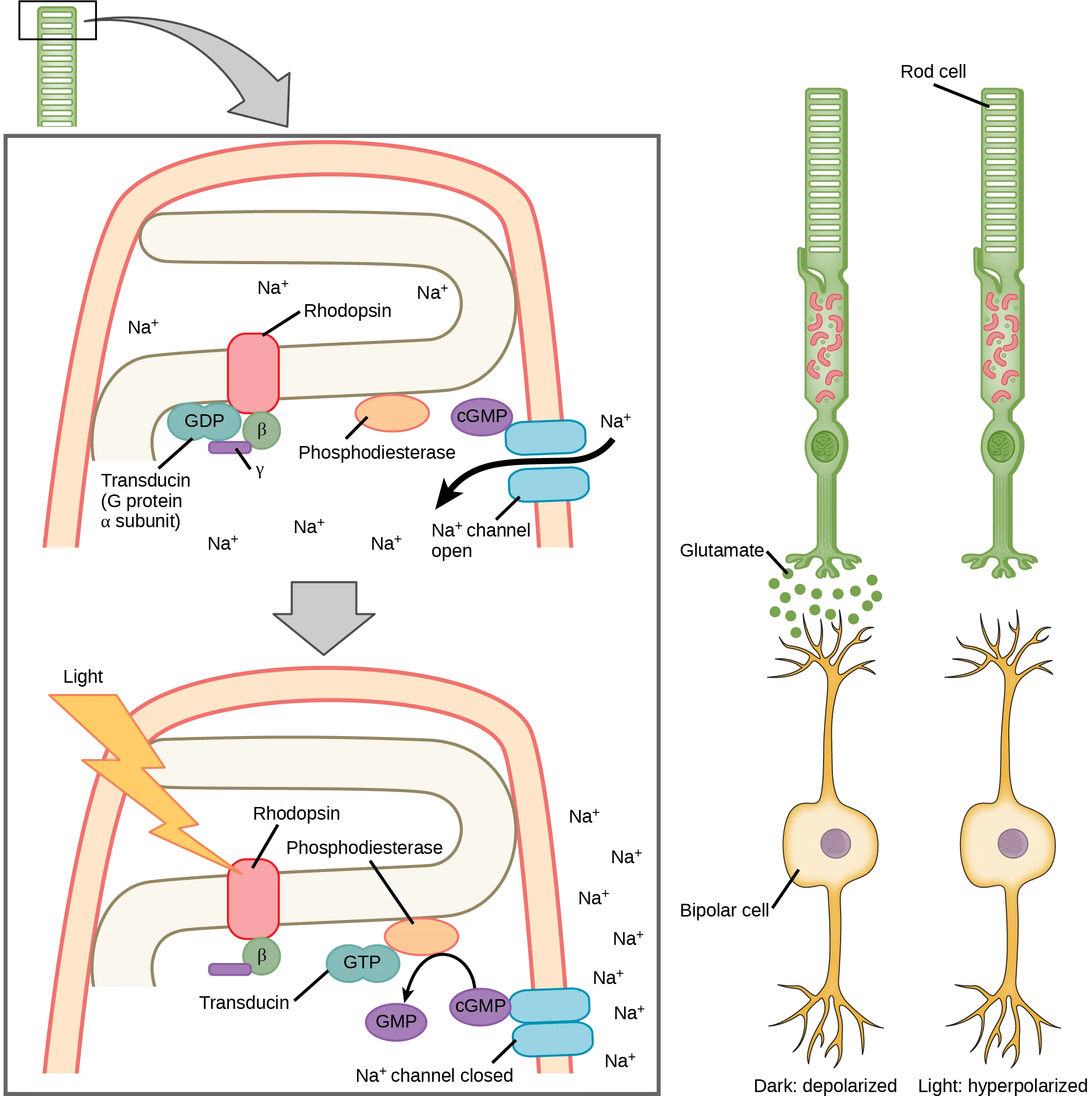 Illustration A shows the signal transduction pathway for rhodopsin, which is located in internal membranes at the top of rod cells. When light strikes rhodopsin, a G protein called transducing is activated. Transducin has three subunits, alpha, beta and gamma. Upon activation, G D P on the alpha subunit is replaced with G T P. The subunit dissociates, and binds phosphodiesterase. Phosphodiesterase, in turn, converts c G M P to G M P, which closes sodium ion channels. As a result, sodium can no longer enter the cell, and the membrane becomes hyperpolarized. Illustration b shows that the tall, thin rod cell is stacked on top of a bipolar nerve cell. In the dark the membrane is depolarized, and glutamate is released from the rod cell to the axon terminal of the bipolar cell. In the light, no glutamate is released.