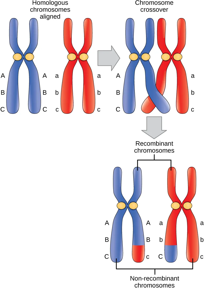 Figure 9.1 In this illustration of the effects of crossing over, the blue chromosome came from the individual’s father and the red chromosome came from the individual’s mother. Crossover occurs between non-sister chromatids of homologous chromosomes. The result is an exchange of genetic material between homologous chromosomes. The chromosomes that have a mixture of maternal and paternal sequence are called recombinant and the chromosomes that are completely paternal or maternal are called non-recombinant
