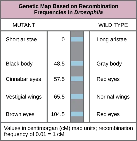 The illustration shows a Drosophila genetic map. The gene for aristae length occurs at 0 centimorgans, or lower case c upper case M. The gene for body color occurs at 48.5 lower c upper M. The gene for red versus cinnabar eye color occurs at 57.5 lower c upper M. The gene for wing length occurs at 65.5 lower c upper M, and the gene for red versus brown eye color occurs at 104.5 lower c upper M. One lower c upper M is equivalent to a recombination frequency of 0.01.