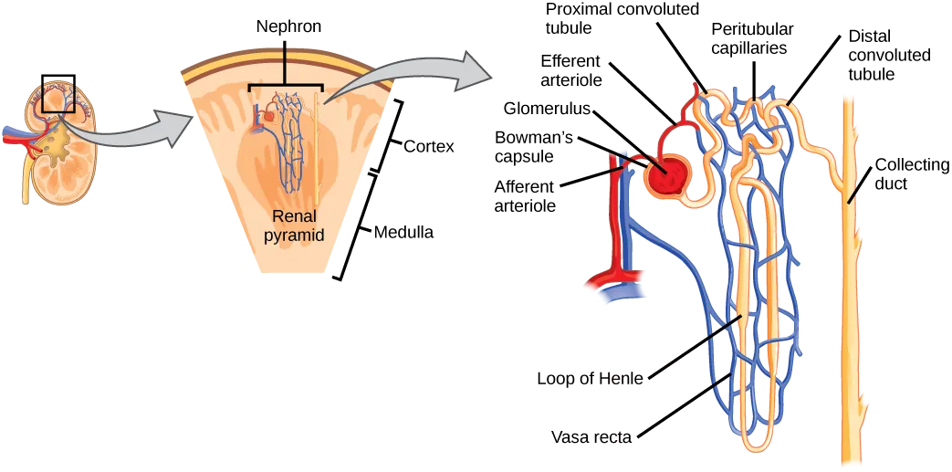 Illustration shows the nephron, a tube-like structure that begins in the kidney cortex. Here, arterioles converge in a bulb-like structure called the glomerulus, which is partly surrounded by a Bowmans capsule. Afferent arterioles enter the glomerulus, and efferent arterioles leave. The glomerulus empties into the proximal convoluted tubule. A long loop, called the loop of Henle, extends from the proximal convoluted tubule to the inner medulla of the kidney, and then back out to the cortex. There, the loop of Henle joins a distal convoluted tubule. The distal convoluted tubule joins a collecting duct, which travels from the medulla back into the cortex, toward the center of the kidney. Eventually, the contents of the renal pyramid empty into the renal pelvis, and then the ureter.