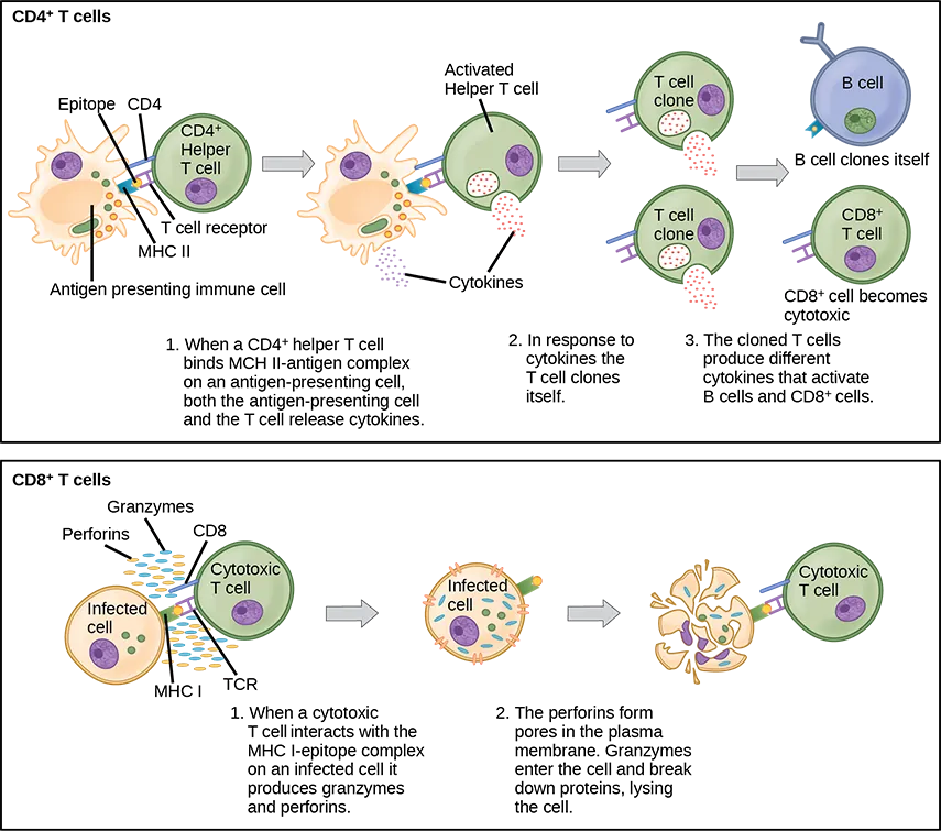 Illustration shows activation of a C D 4 plus helper T cell. An antigen-presenting cell digests a pathogen. Epitopes from this pathogen are presented in conjunction with M H C I I molecules on the cell surface. A T cell receptor and a C D 8 receptor, both on the surface of the T cell, bind the M H C I I epitope complex. As a result, the helper T cell becomes activated and both the helper T cell and antigen-presenting cell release cytokines. The cytokines induce the helper T cell to clone itself. The cloned helper T cells release different cytokines that activate B cells and C D 8 plus T cells, turning them into cytotoxic T cells. The cytotoxic and binds the M H C I epitope complex on an infected cell. The cytotoxic T cell then releases perforin molecules, which form a pore in the plasma membrane, and granzymes, which break down proteins, killing the cell.