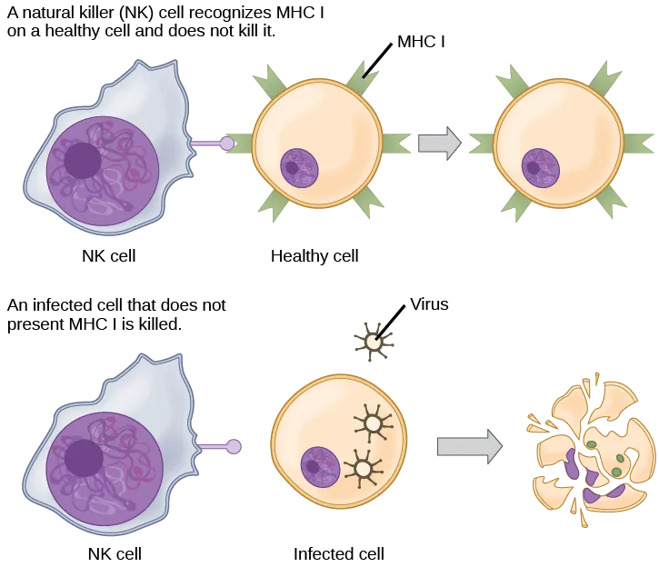 Healthy, uninfected cells present M H C I on their surface. A natural killer cell recognizes the M H C I and does not kill the cell. An infected cell that does not produce M H C I is killed.