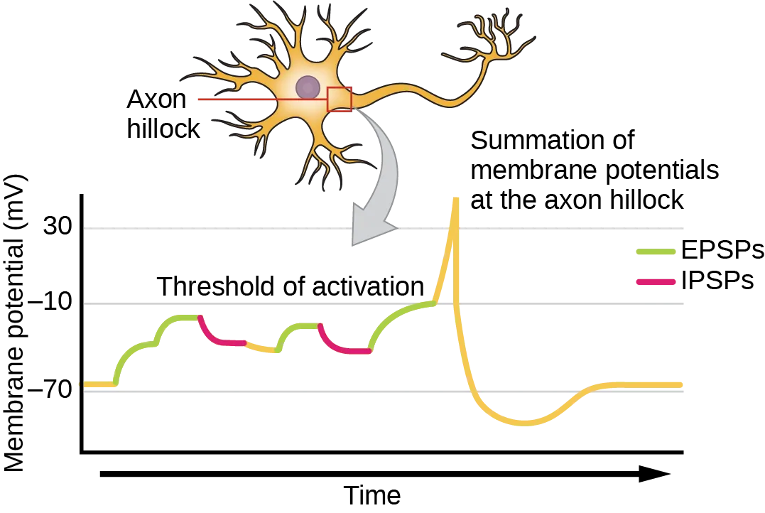 Illustration shows the location of the axon hillock, which is the area connecting the neuron body to the axon. A graph shows the summation of membrane potentials at the axon hillock, plotted as membrane potential in millivolts versus time. Initially, the membrane potential at the axon hillock is minus 70 millivolts. A series of E P S Ps and I P S Ps cause the potential to rise and fall. Eventually, the potential increases to the threshold of excitation. At this point the nerve fires, resulting in a sharp increase in membrane potential, followed by a rapid decrease. The hillock becomes hyperpolarized such that the membrane potential is lower than the resting potential. The hillock then gradually returns to the resting potential.
