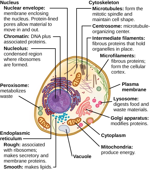 Part a: This illustration shows a typical eukaryotic animal cell, which is egg shaped. The fluid inside the cell is called the cytoplasm, and the cell is surrounded by a cell membrane. The nucleus takes up about one-half the width of the cell. Inside the nucleus is the chromatin, which is composed of DNA and associated proteins. A region of the chromatin is condensed into the nucleolus, a structure where ribosomes are synthesized. The nucleus is encased in a nuclear envelope, which is perforated by protein-lined pores that allow entry of material into the nucleus. The nucleus is surrounded by the rough and smooth endoplasmic reticulum, or ER. The smooth ER is the site of lipid synthesis. The rough ER has embedded ribosomes that give it a bumpy appearance. It synthesizes membrane and secretory proteins. In addition to the ER, many other organelles float inside the cytoplasm. These include the Golgi apparatus, which modifies proteins and lipids synthesized in the ER. The Golgi apparatus is made of layers of flat membranes. Mitochondria, which produce food for the cell, have an outer membrane and a highly folded inner membrane. Other, smaller organelles include peroxisomes that metabolize waste, lysosomes that digest food, and vacuoles. Ribosomes, responsible for protein synthesis, also float freely in the cytoplasm and are depicted as small dots. The last cellular component shown is the cytoskeleton, which has four different types of components: microfilaments, intermediate filaments, microtubules, and centrosomes. Microfilaments are fibrous proteins that line the cell membrane and make up the cellular cortex. Intermediate filaments are fibrous proteins that hold organelles in place. Microtubules form the mitotic spindle and maintain cell shape. Centrosomes are made of two tubular structures at right angles to one another. They form the microtubule-organizing center.