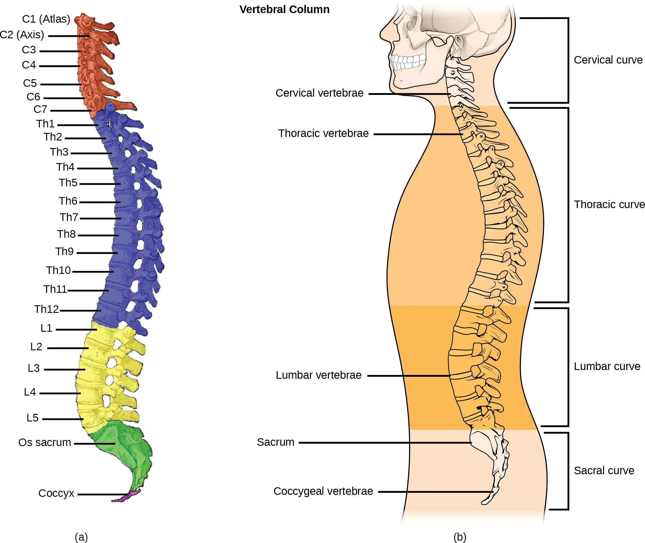 Illustration A shows all the vertebrae in a vertebral column. Illustration B shows that different sections of vertebrae curve in different directions. The cervical vertebrae in the neck curve toward the front of the body. The top cervical vertebrae is called the atlas, or c 1. The next bone down is the c 2, or axis. There are 7 cerebral vertebrae. Next are the thoracic vertebrae, which extend from the neck to the bottom of the rib cage, curve toward the back of the body. These are labeled as T h 1, which is the first thoracic vertebrae below the cervicals, to t h 12, which is the lowest of the thoracic vertebrae. Next are the lumbar vertebrae, which extend to the bottom of the back, curve toward the front again. These lumbar vertebrae are labeled L 1, which is the next vertebrae below the thoracics, thorugh L 5, which is the lowest lumbar vertebrae. The sacrum and the coccygeal vertebrae make up the sacral curve that curves toward the back. The sacrum is above the coccyx.