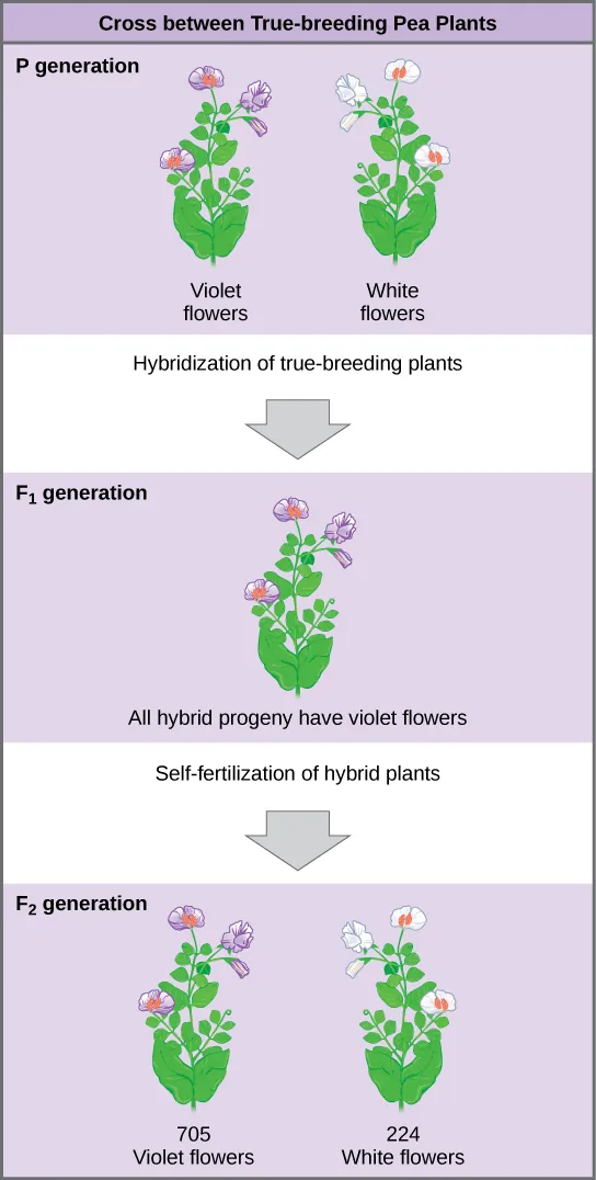 The diagram shows a cross between pea plants that are true-breeding for purple flower color and plants true-breeding for white flower color. This cross-fertilization of the upper P generation resulted in an upper case F subscript 1 baseline generation with all violet flowers. Self-fertilization of the upper F subscript one baseline generation resulted in an upper F subscript 2 baseline generation that consisted of 705 plants with violet flowers, and 224 plants with white flowers.