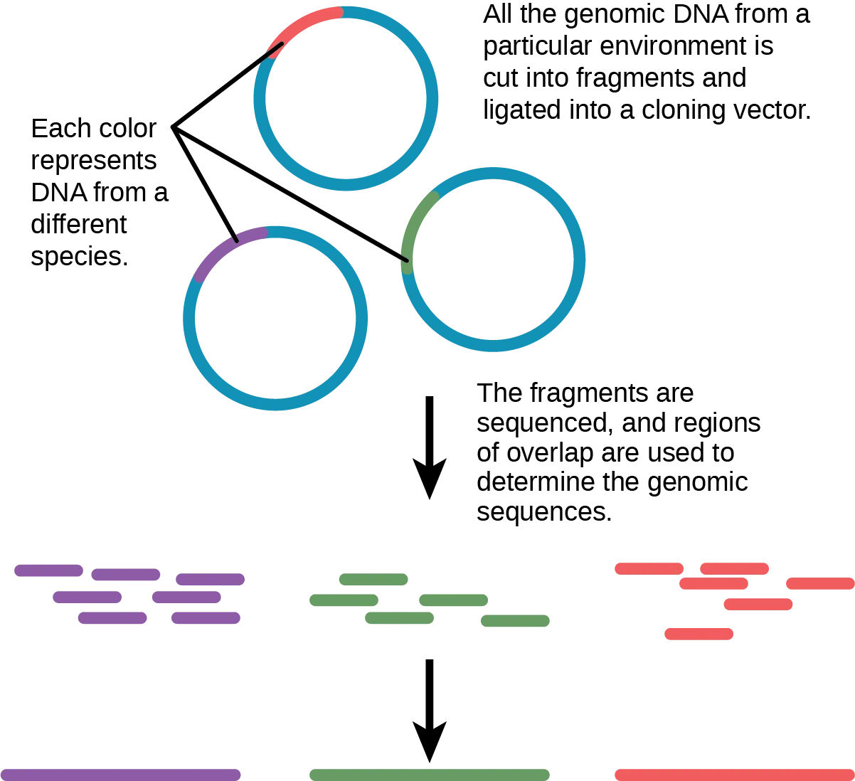 Figure 19.8. Metagenomics involves isolating DNA from multiple species within an environmental niche.