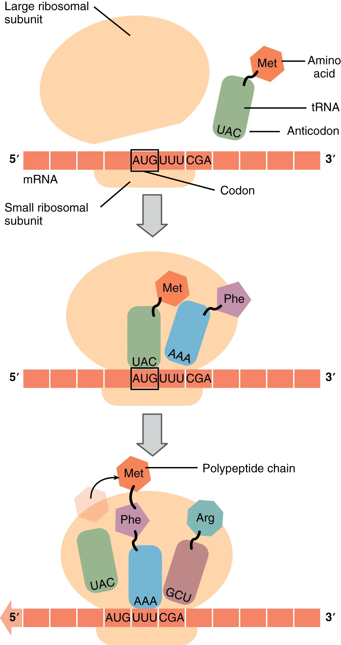 The top part of this figure shows a large ribosomal subunit coming into contact with the mRNA that already has the small ribosomal subunit attached. A tRNA and an anticodon are in proximity. In the second panel, the tRNA also binds to the same site as the ribosomal subunits. In the bottom panel, a polypeptide chain is shown emerging from the complex.