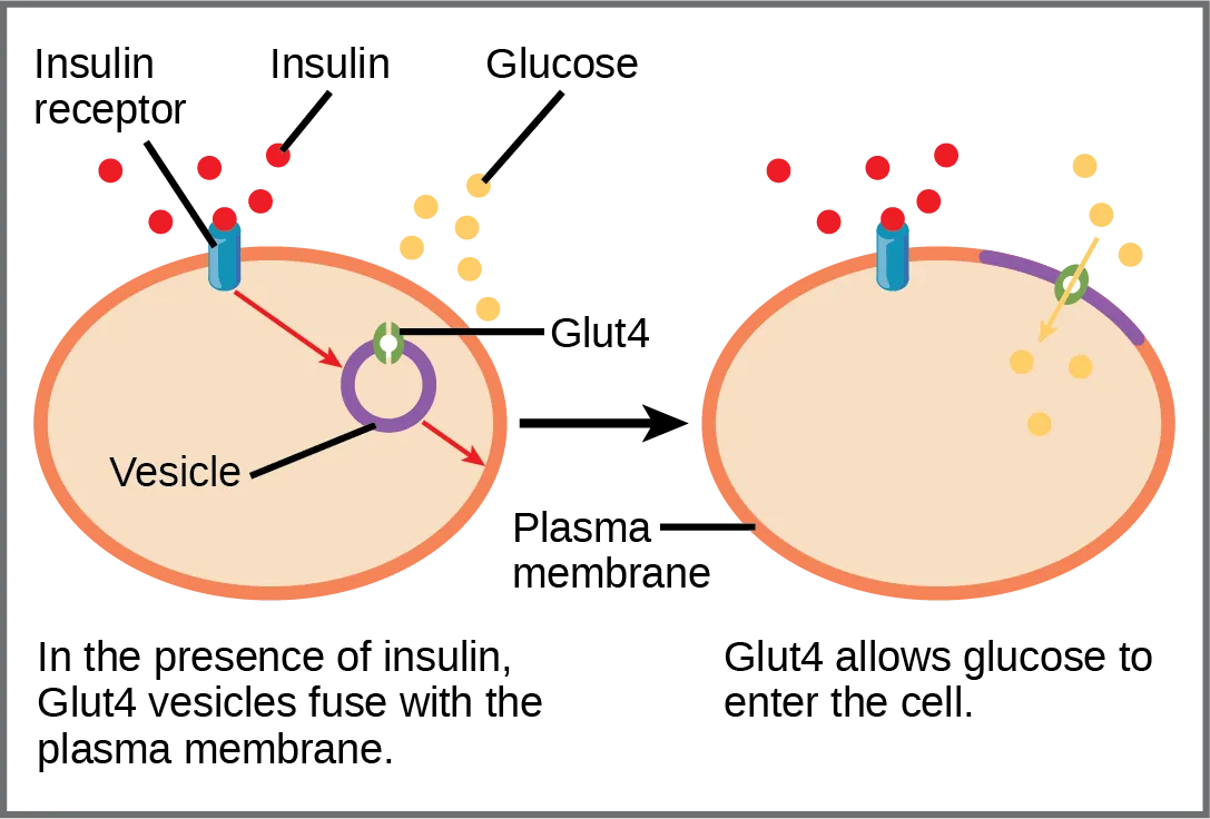 When insulin in the bloodstream binds the insulin receptor in the plasma membrane of a target cell, a vesicle containing the glucose transporter Glut-4 fuses with the plasma membrane. Glut-4 is a transporter that allows glucose to enter the cell.