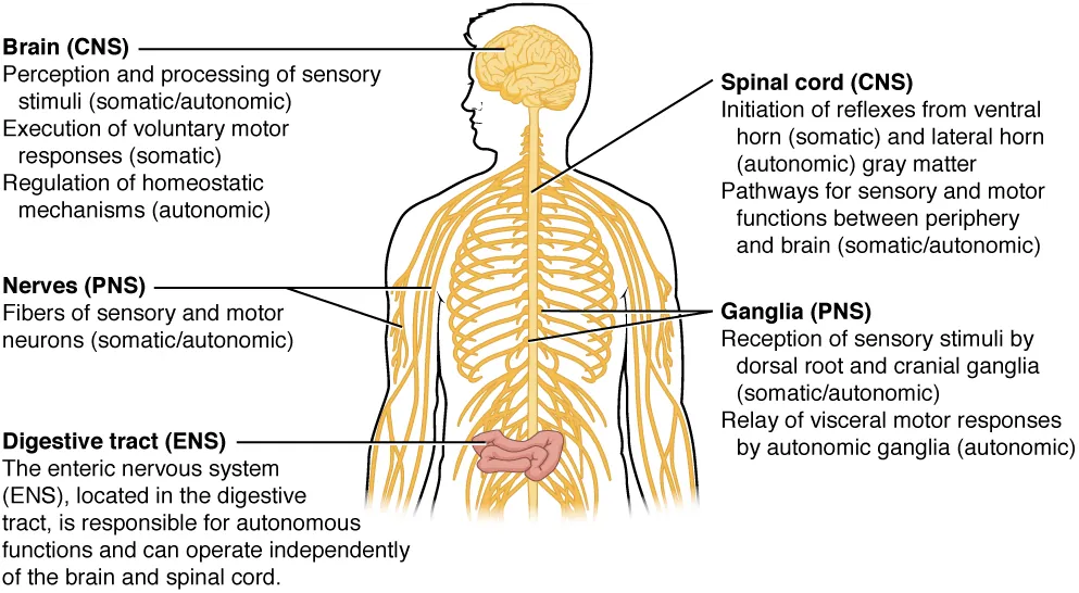 This illustration shows a silhouette of a human with only the brain, spinal cord, PNS ganglia, nerves and a section of the digestive tract visible. The brain, which is part of the CNS, is the area of perception and processing of sensory stimuli (somatic/autonomic), the execution of voluntary motor responses (somatic), and the regulation of homeostatic mechanisms (autonomic). The spinal cord, which is part of the CNS, is the area where reflexes are initiated. The gray matter of the ventral horn initiates somatic reflexes while the gray matter of the lateral horn initiates autonomic reflexes. The spinal cord is also the somatic and autonomic pathway for sensory and motor functions between the PNS and the brain. The nerves, which are part of the PNS, are the fibers of sensory and motor neurons, which can be either somatic or autonomic. The ganglia, which are part of the PNS, are the areas for the reception of somatic and autonomic sensory stimuli. These are received by the dorsal root ganglia and cranial ganglia. The autonomic ganglia are also the relay for visceral motor responses. The digestive tract is part of the enteric nervous system, the ENS, which is located in the digestive tract and is responsible for autonomous function. The ENS can operate independent of the brain and spinal cord.