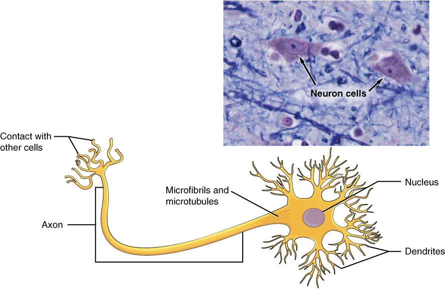 This figure shows a diagram of a neuron and a micrograph showing two neuron cells. The body of the neuron contains a single, purple nucleus. The cell is irregularly shaped, having many projections emerging from its surface. Six sets of dendrites project from the top, right, and bottom edges of the cell. The dendrites are yellow and branch many times after leaving the cell, taking on the appearance of tiny trees. The axon projects from the left edge of the cell. The axon is a long cable like structure that branches into several finger like projections at its end. This is where the neuron makes contact with other cells. A label also notes that the area where the axon emerges from the cell body contains microfibrils and microtubules. The micrograph is considerably less magnified than the diagram. The neurons stain darkly and their nuclei are clearly visible. Their irregular cell body is also visible, along with the beginning of the axons.