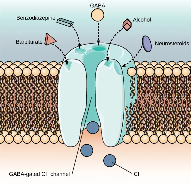An illustration of a GABA-gated chloride channel in a cell membrane shows  receptor sites for barbiturate, benzodiazepine, GABA, alcohol, and neurosteroids, as well as three negatively-charged chloride ions passing through the channel. Each drug type has a specific shape, such as triangular, rectangular or square, which corresponds to a similarly shaped receptor spot.