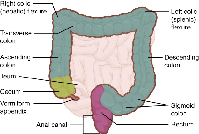 This image shows the large intestine; the major parts of the large intestine are labeled.