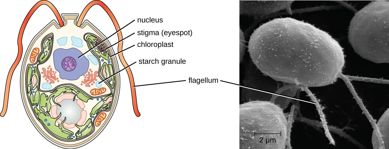 An oval cell with 2 flagella coming out of one end. A large circle in the cell is labeled nucleus. A group of smaller red circles are labeled stigma (eyespot). Green ovals in the cell are labeled chloroplast and white circles are labeled starch granules.